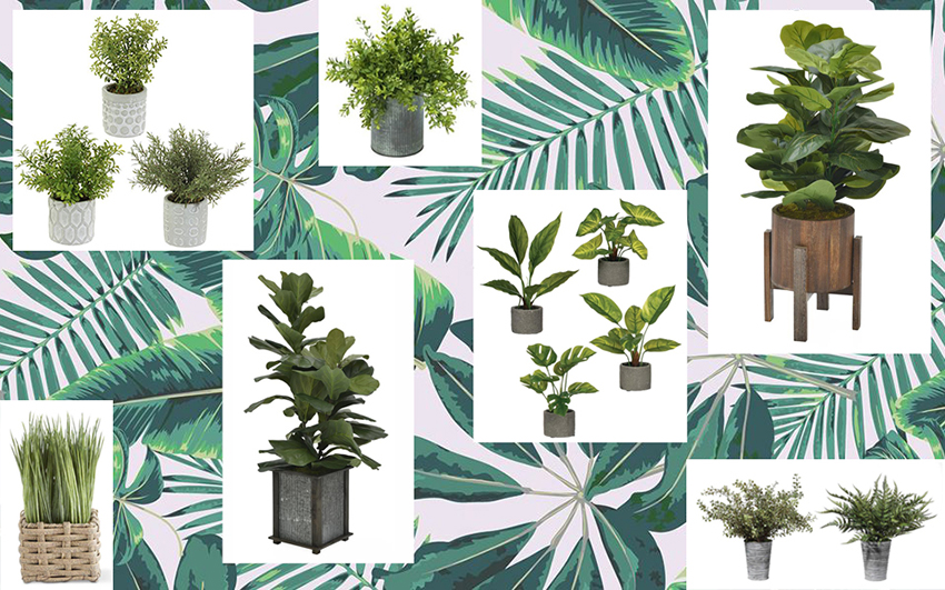 Plants-Collage-blog.jpg
